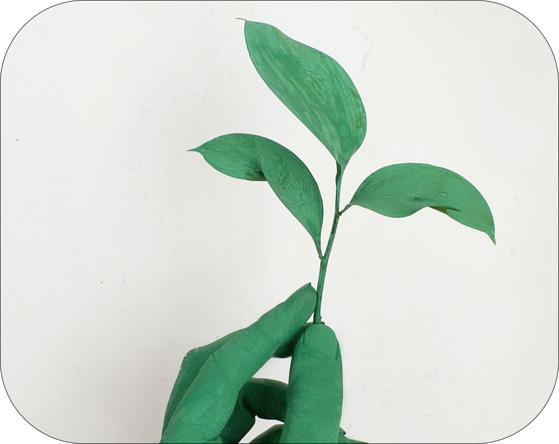 Een groene hand die een kleine plant met drie bladeren vasthoudt.
